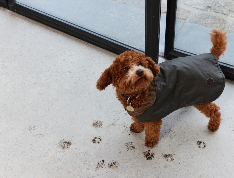 Beauflor - Dirty floor dog