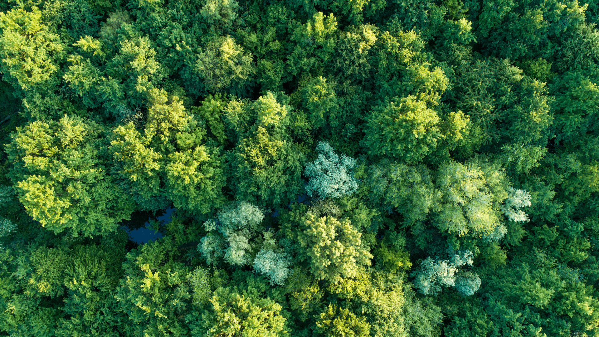 Sustainable vinyl flooring by Beauflor